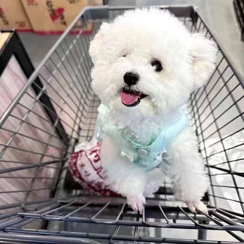 T545 Pet clothes autumn and winter new velvet quilted bow puffy skirt Teddy Bichon dog cat skirt