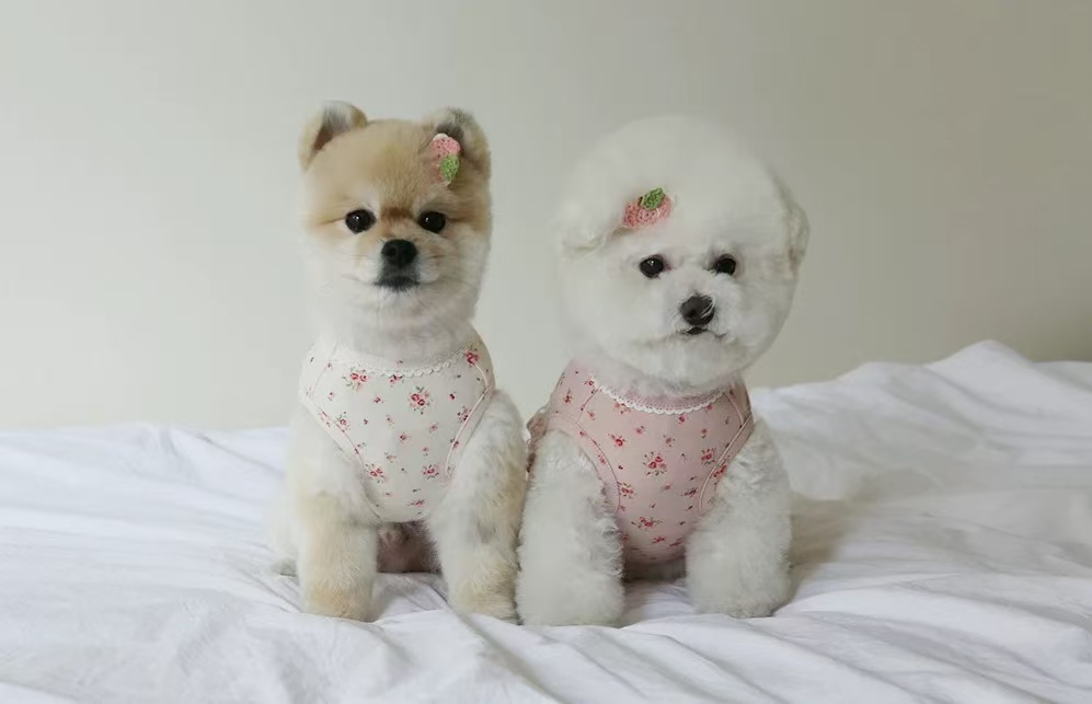 T543 Cute little flower one-piece two-legged clothes pure cotton dog home clothes Bichon Teddy Pomeranian summer clothes