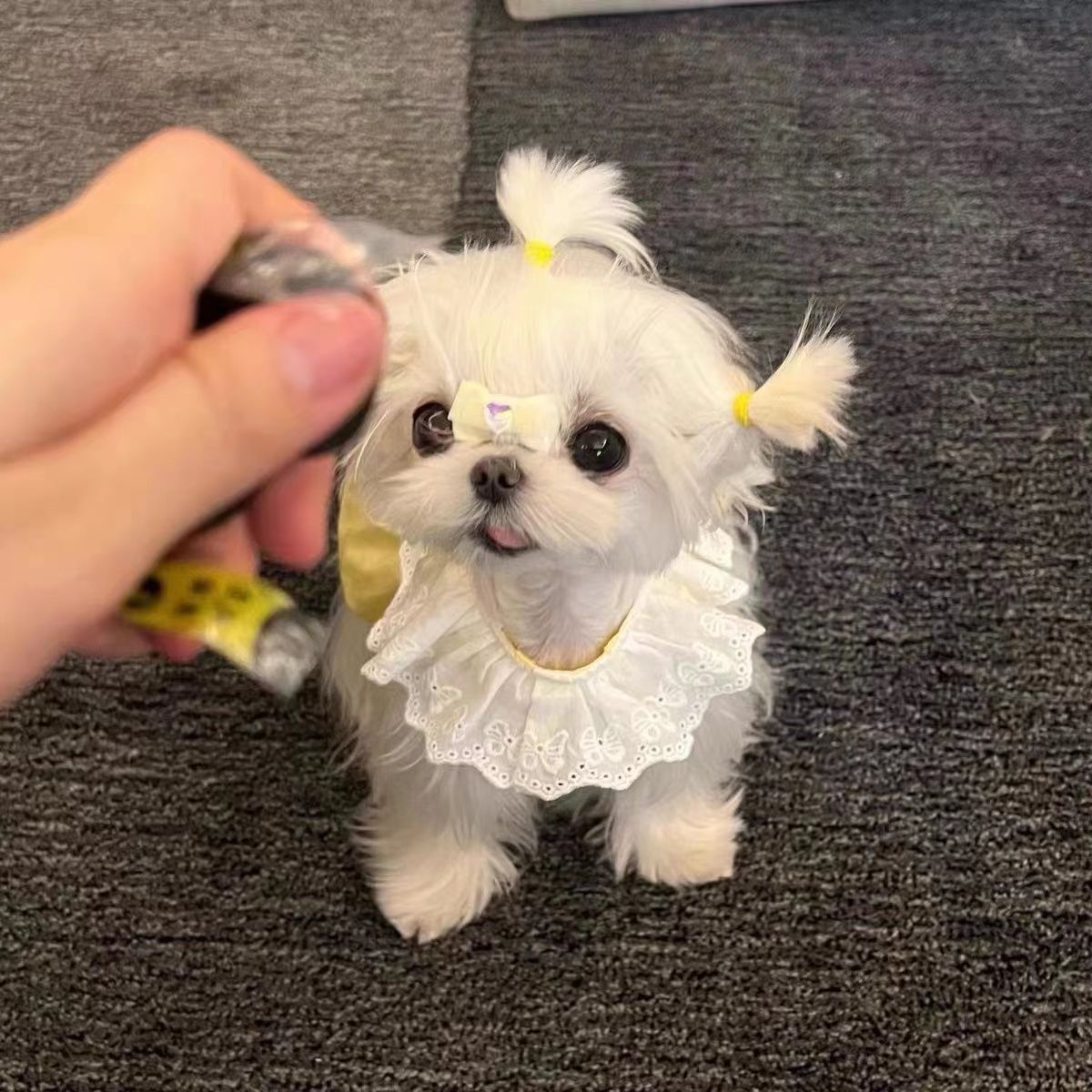 Summer Chic Animal Fashion: Lightweight Flowered Costume Gear for Your Pets