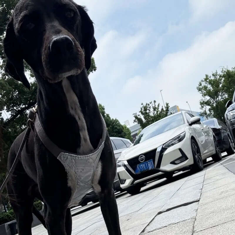 2025 new Designer Dog and Multifunction Leash, Lightweight Soft Adjustable No Choke Escape Proof Pet Harness Vest for Chihuahua Poodle Pomer