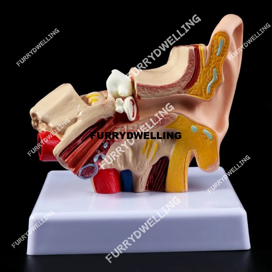 Wholesale Other Office School Supplies 1 Pc 15 Times Life Size Human Ear Dwe74 Anatomy Model Organ Teaching Professional 230130