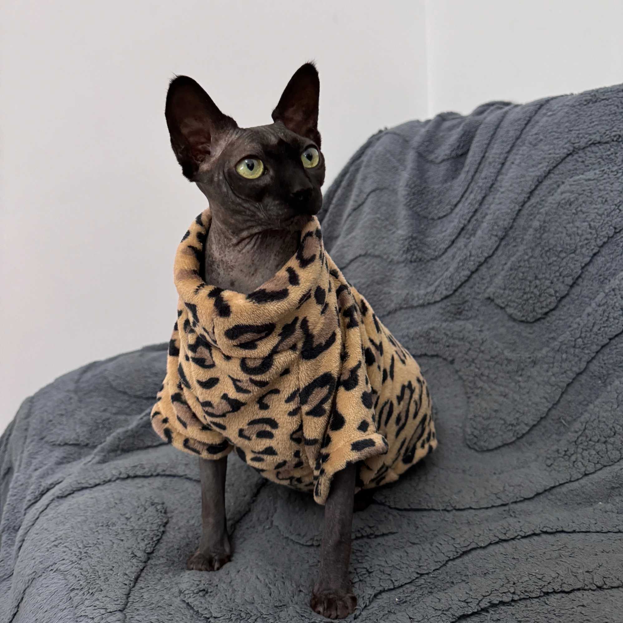Cat Clothes Fashion Winter Soft Warm for Sphynx Cat Clothing Comfort Thickened Hairless Cat Kitten Outfits Clothes C251009