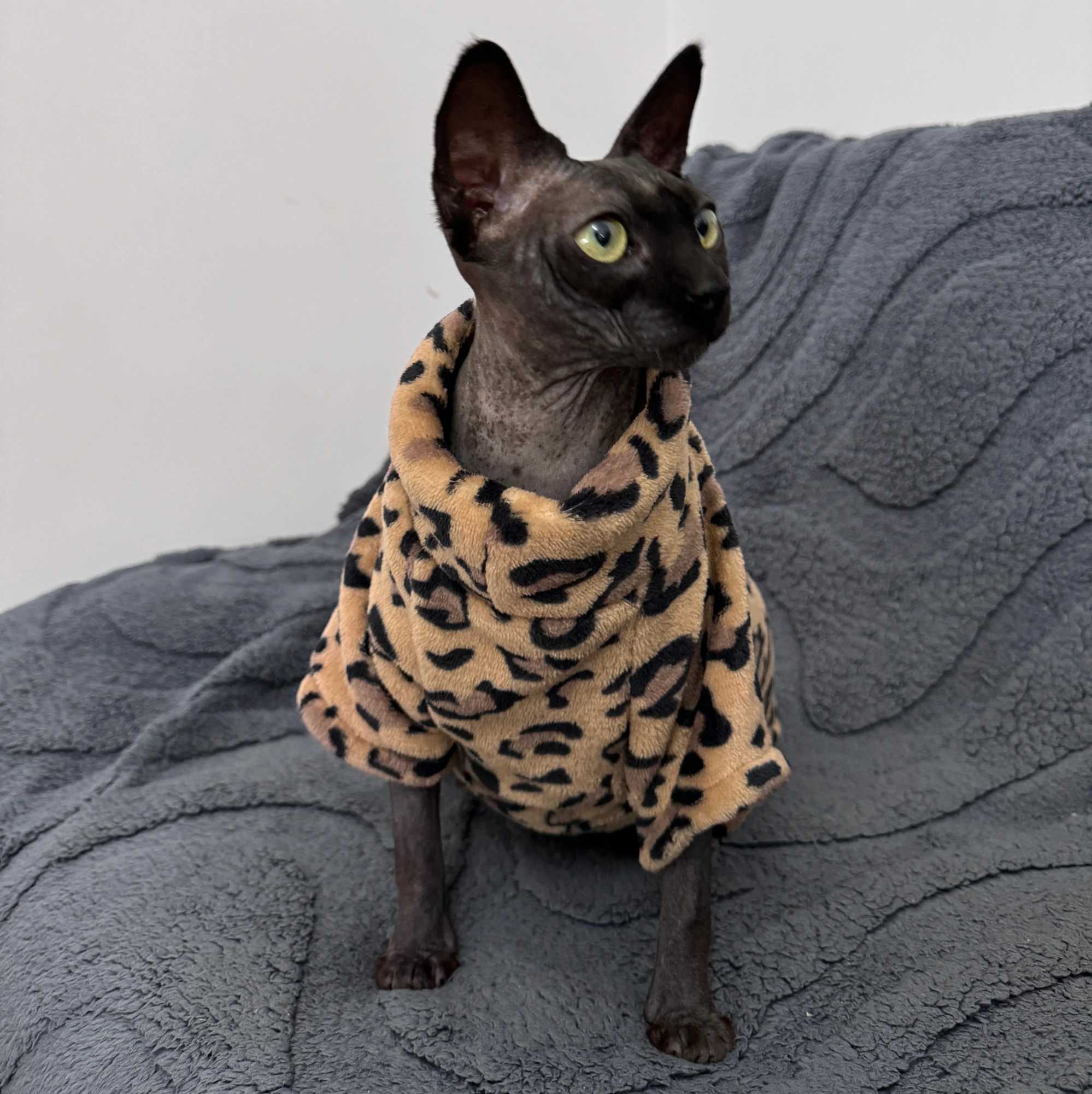 Cat Clothes Fashion Winter Soft Warm for Sphynx Cat Clothing Comfort Thickened Hairless Cat Kitten Outfits Clothes C251009