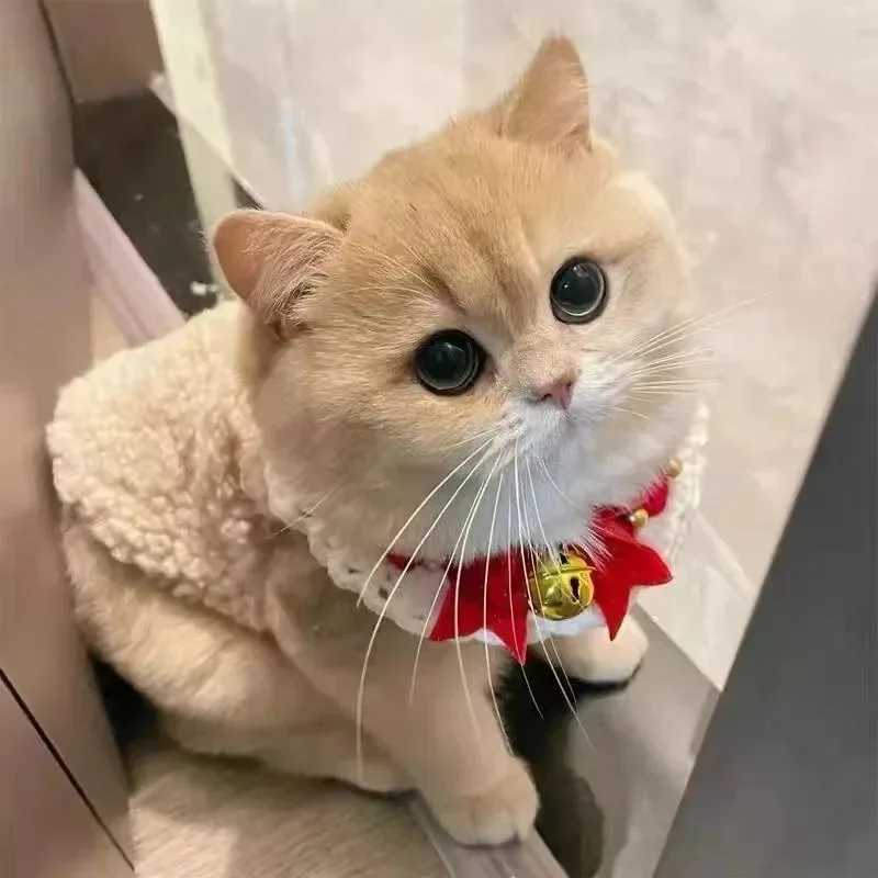 Cat Clothes Warm Lambhair Vest Soft Cozy Winter Warm Fleece Sweatshirt Puppy Kitten Jacket Coat Pet Sphynx Costume Sweater C251009