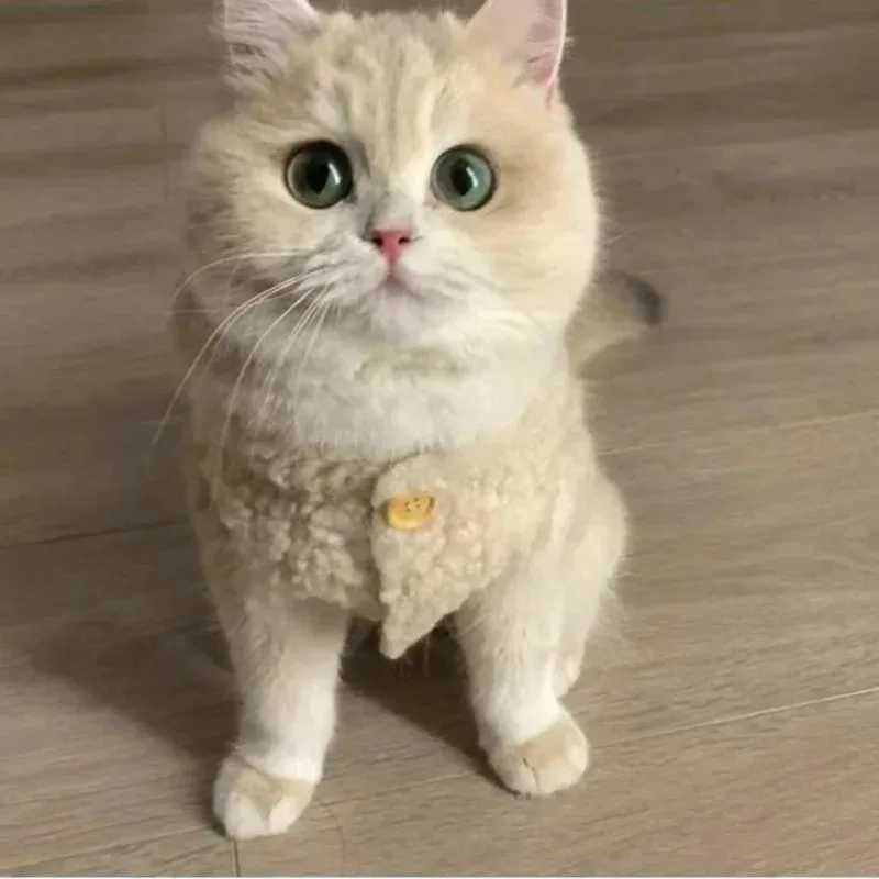 Cat Clothes Warm Lambhair Vest Soft Cozy Winter Warm Fleece Sweatshirt Puppy Kitten Jacket Coat Pet Sphynx Costume Sweater C251009