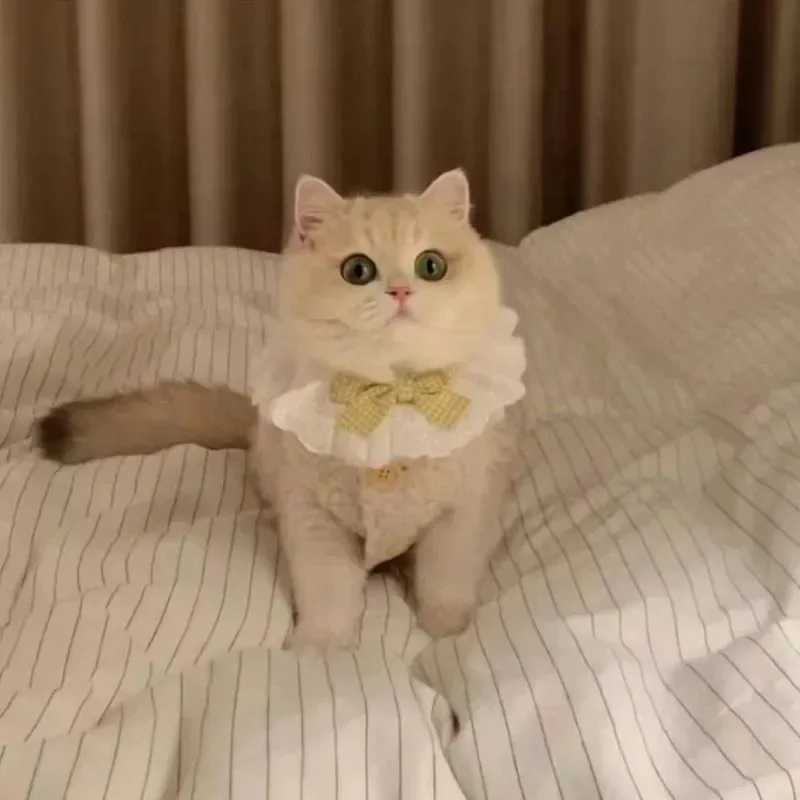 Cat Clothes Warm Lambhair Vest Soft Cozy Winter Warm Fleece Sweatshirt Puppy Kitten Jacket Coat Pet Sphynx Costume Sweater C251009