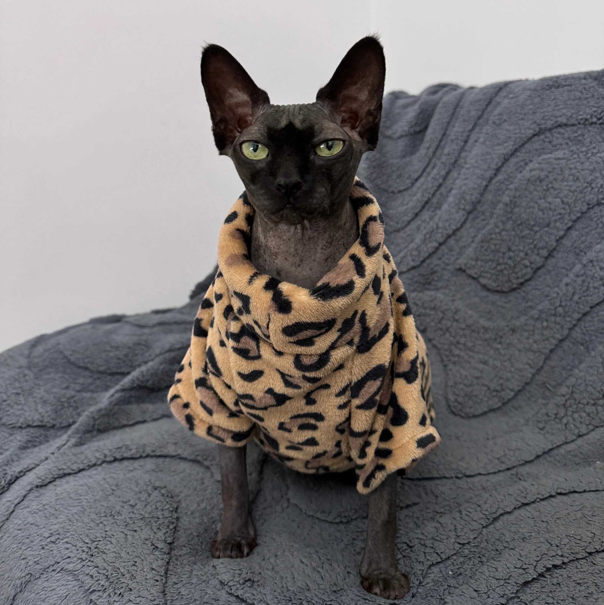 Cat Clothes Fashion Winter Soft Warm for Sphynx Cat Clothing Comfort Thickened Hairless Cat Kitten Outfits Clothes C251009