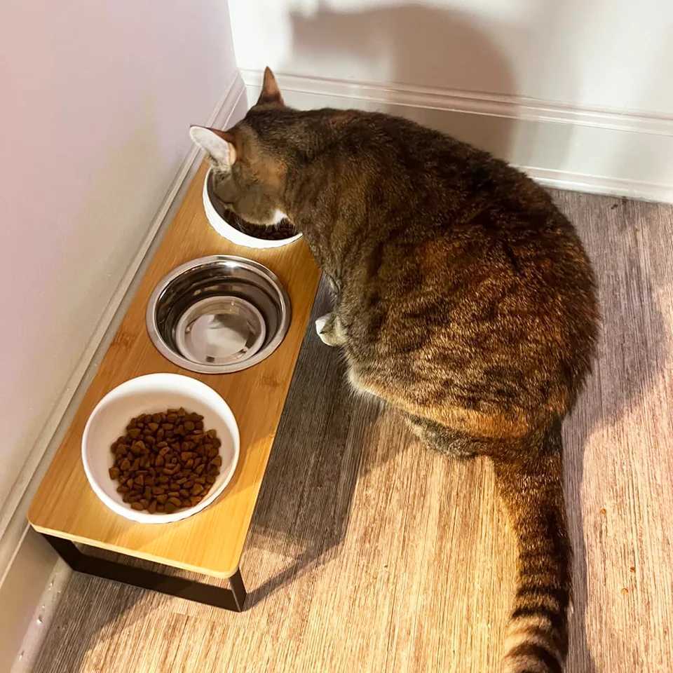 Heightened cat food bowl water bowl iron frame threeslot dog bowl 3 stainless steel bowls suitable for cats and small dogs C251009