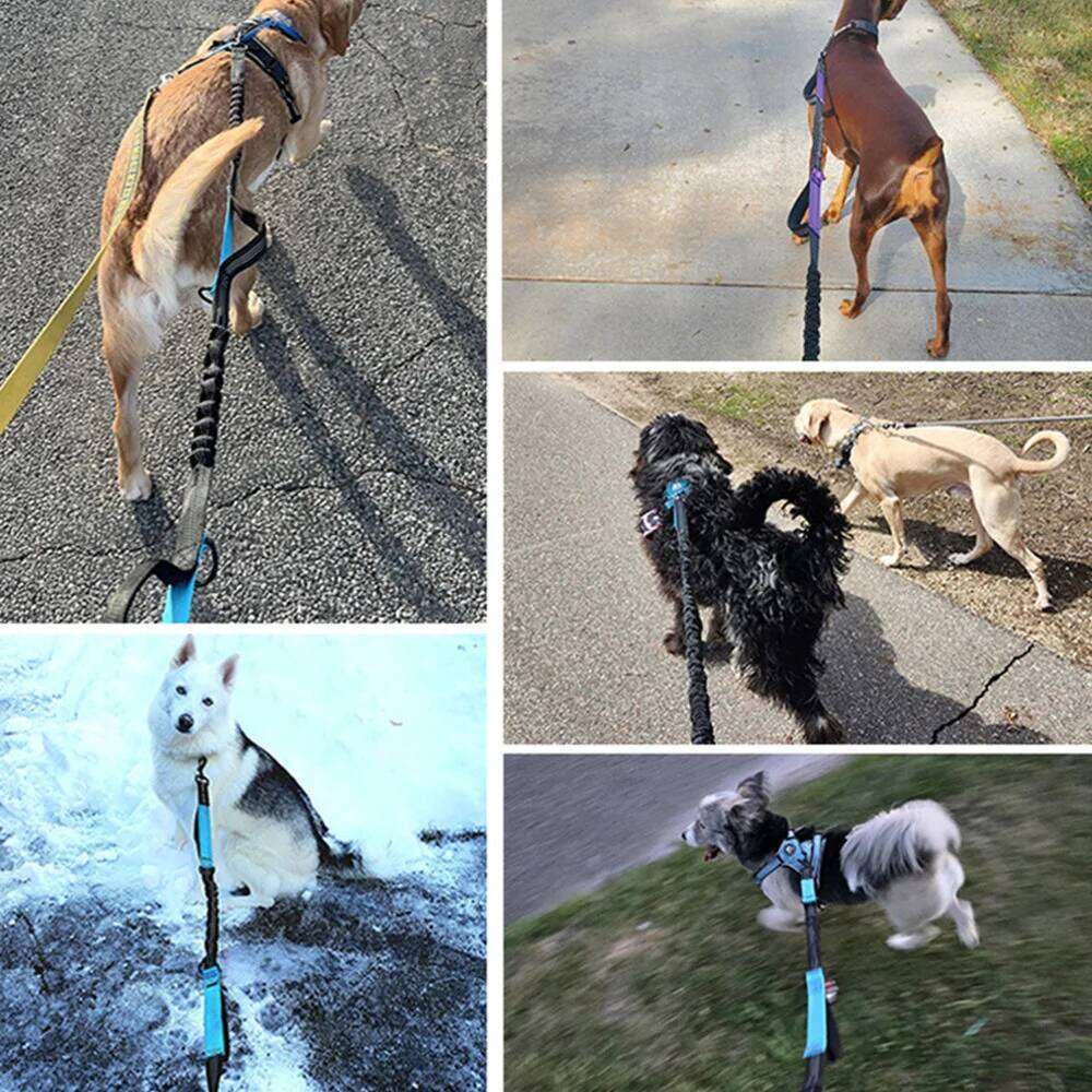 Double Handle Elastic Hands Free Lead Adjustable Waist Belt Reflective Nylon Extendable Dog Running Leash Blue Red