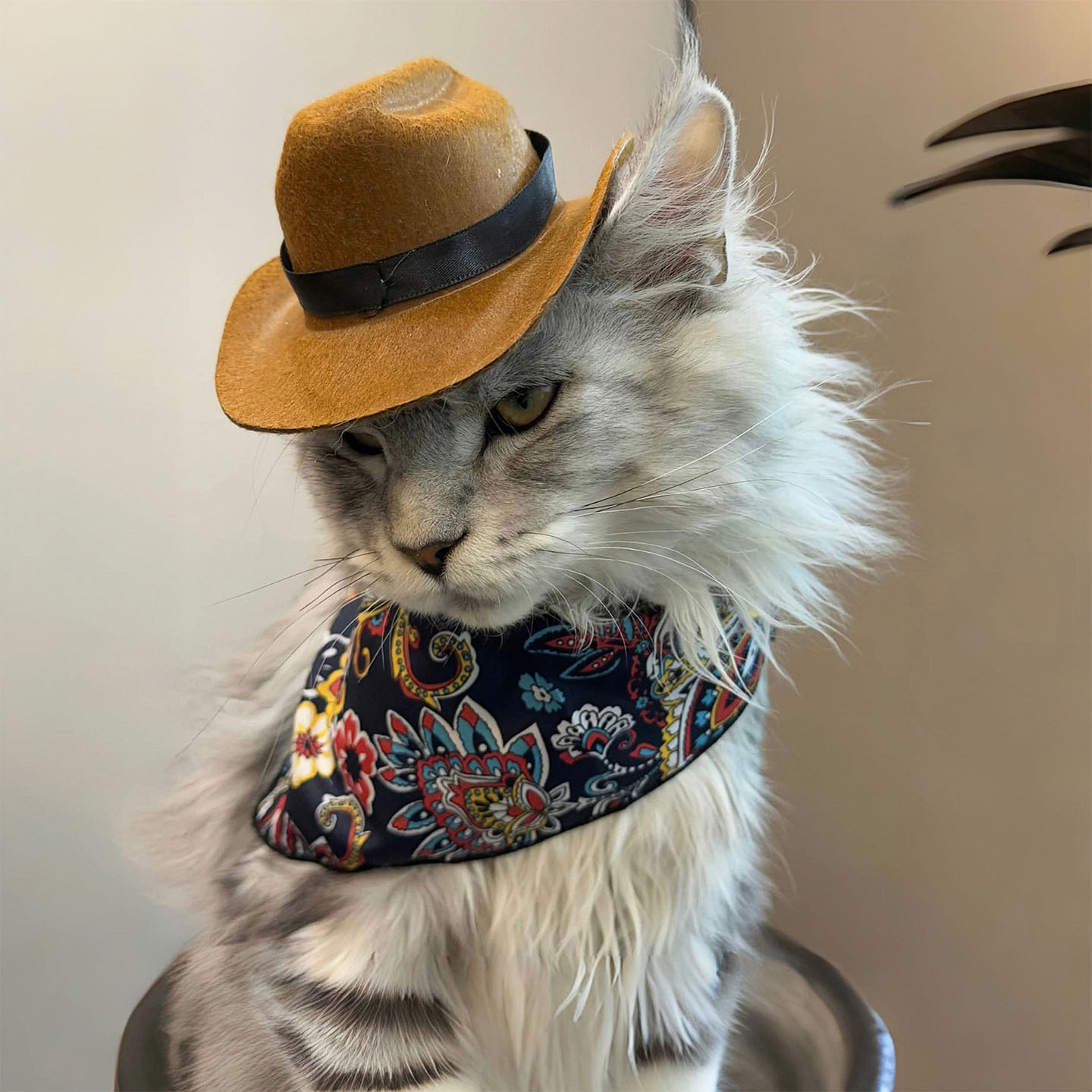Western cowboy hat cat hat cool dog small dog accessories headwear short and funny pet photography props