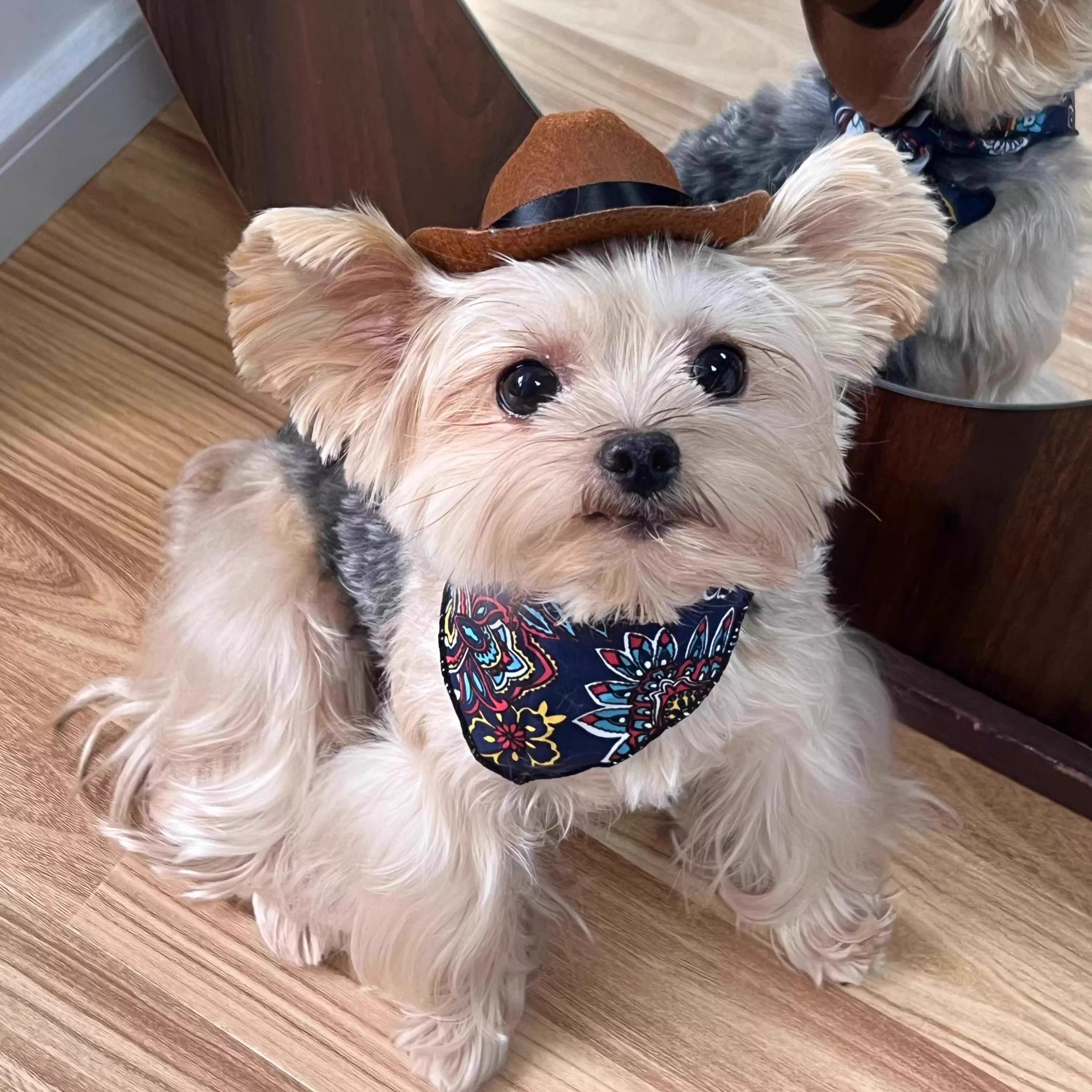 Western cowboy hat cat hat cool dog small dog accessories headwear short and funny pet photography props