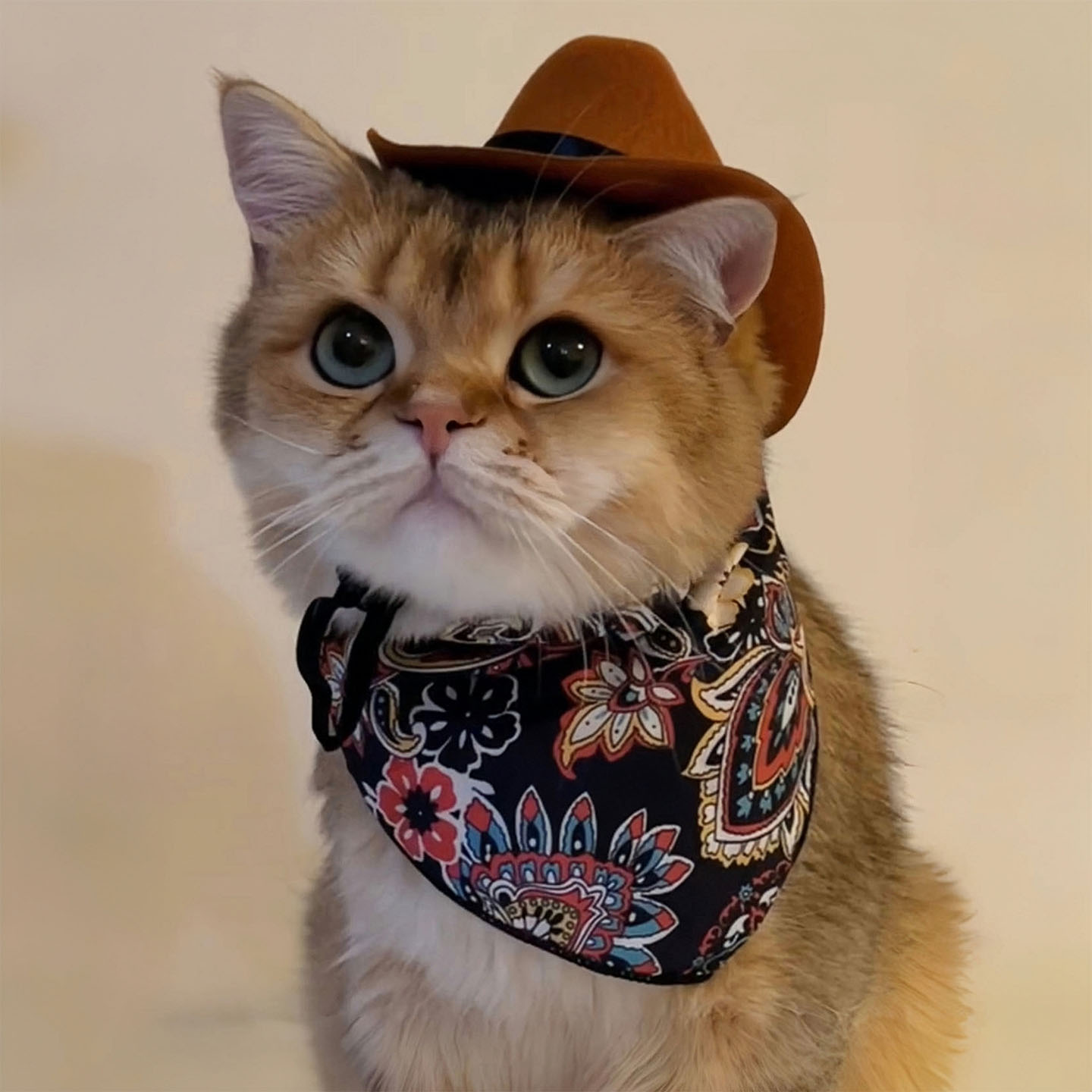 Western cowboy hat cat hat cool dog small dog accessories headwear short and funny pet photography props