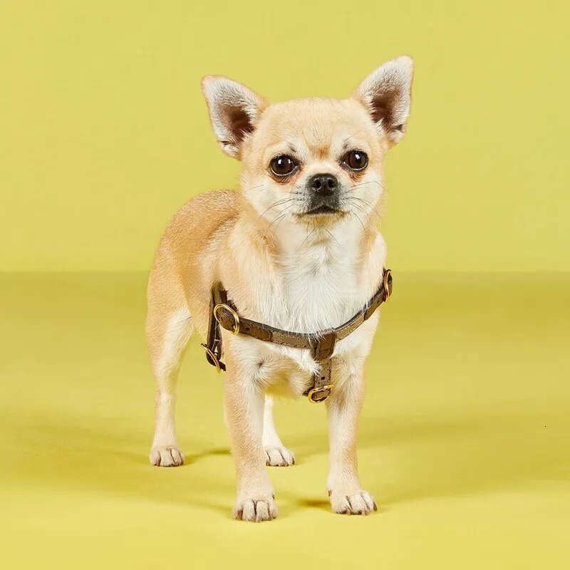 2025 new Pet set Original Design Puppy Collar Accessories Dog Designer Harness and Leash Set Leather Collars With Pop Bag Sets Brown XS B162