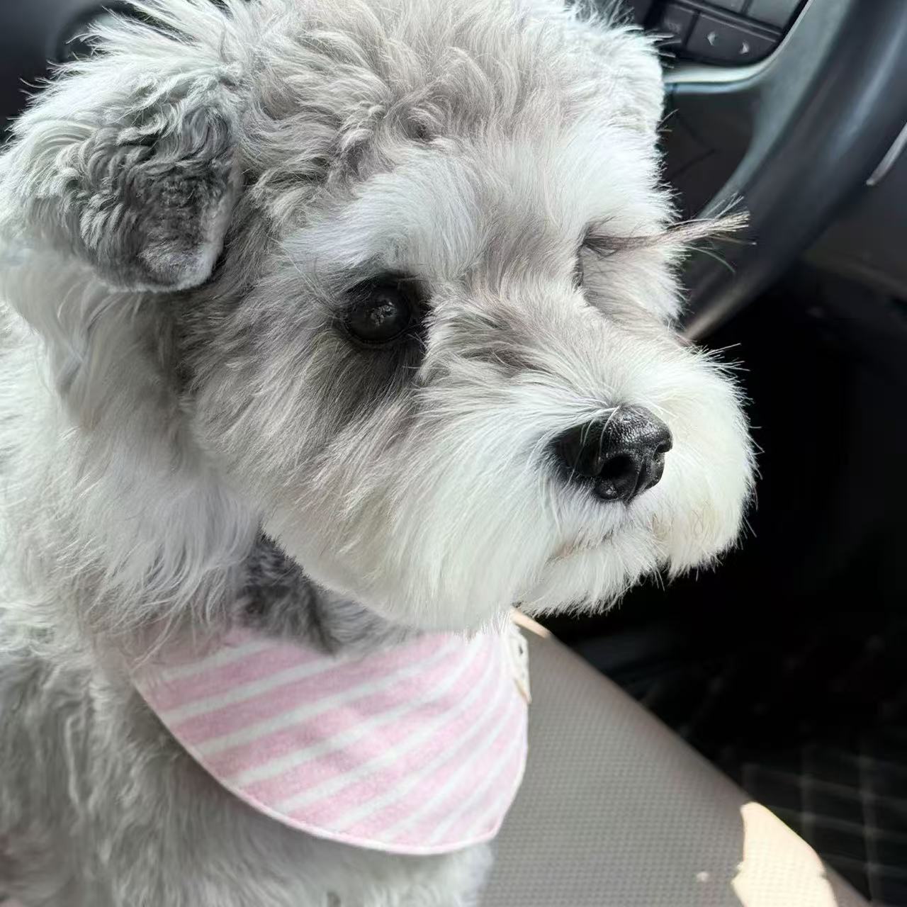 T1705 Dog bibs high-value pet scarf small dog Schnauzer Maltese decorative cat bibs