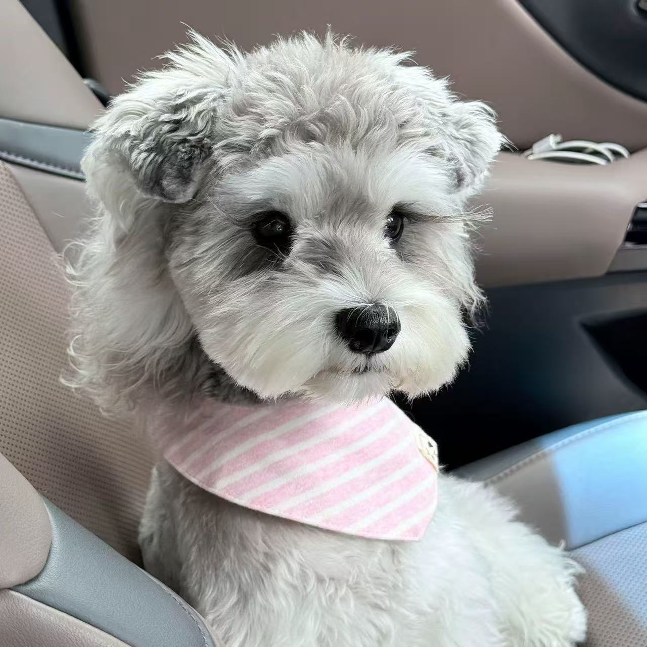 T1705 Dog bibs high-value pet scarf small dog Schnauzer Maltese decorative cat bibs