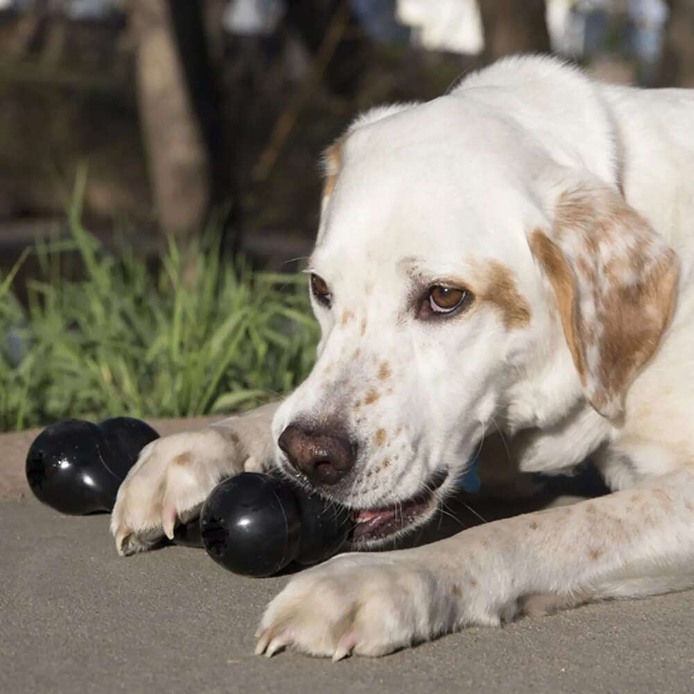 2025 new KONG Extreme Goodie Bone Dog Toy