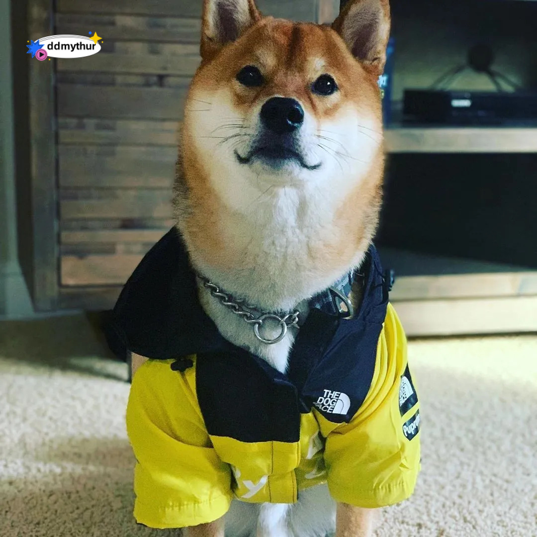 Waterproof Dog Raincoat with Adjustable Hood Tail Drawstring - Outdoor Rain Jacket for Small, Medium, and Large Dogs ddmythur