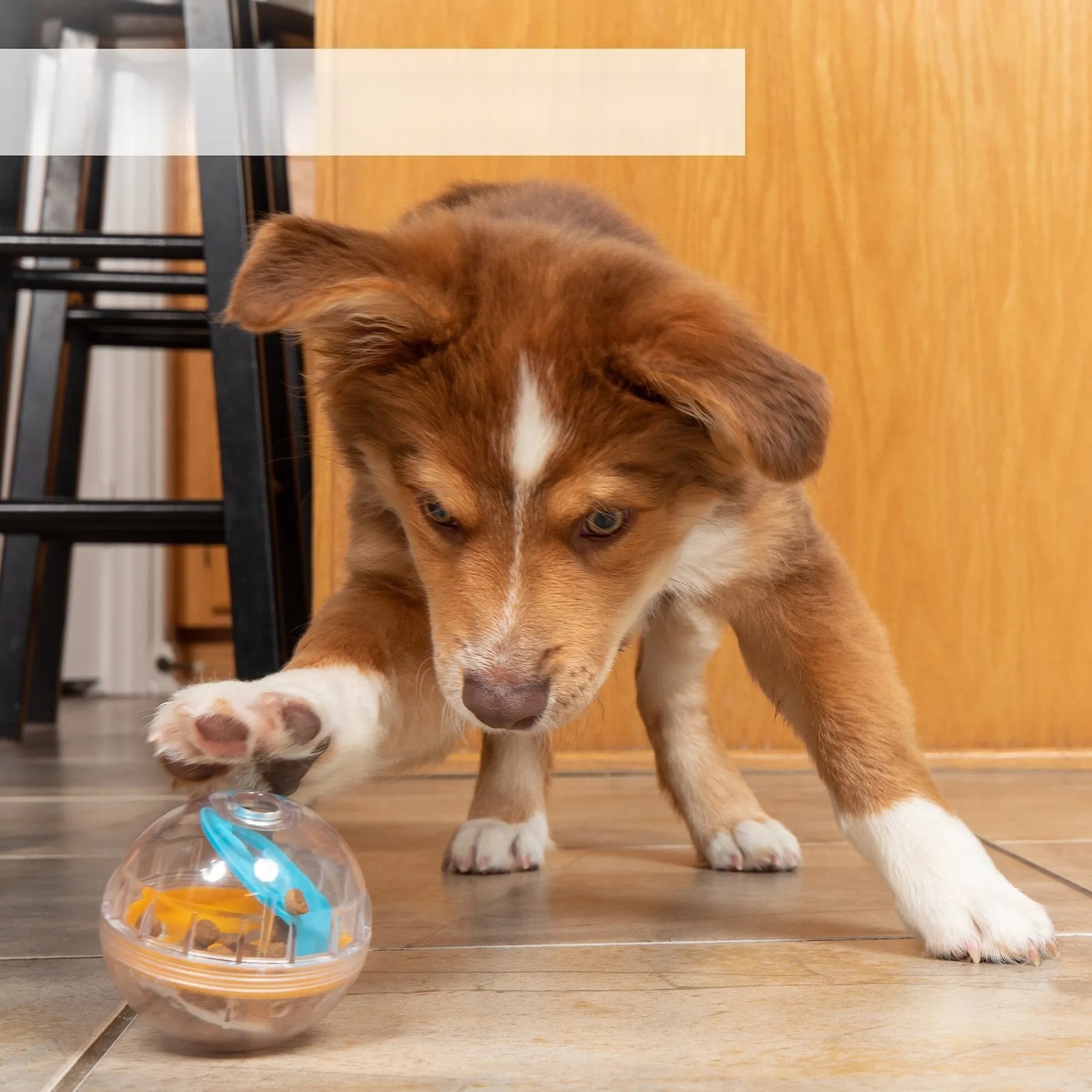 2025 new Pet Zone IQ Treat Dispenser Ball Dog Toy