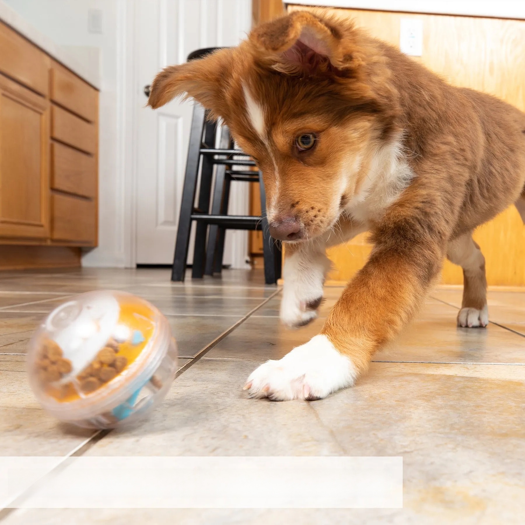 2025 new Pet Zone IQ Treat Dispenser Ball Dog Toy