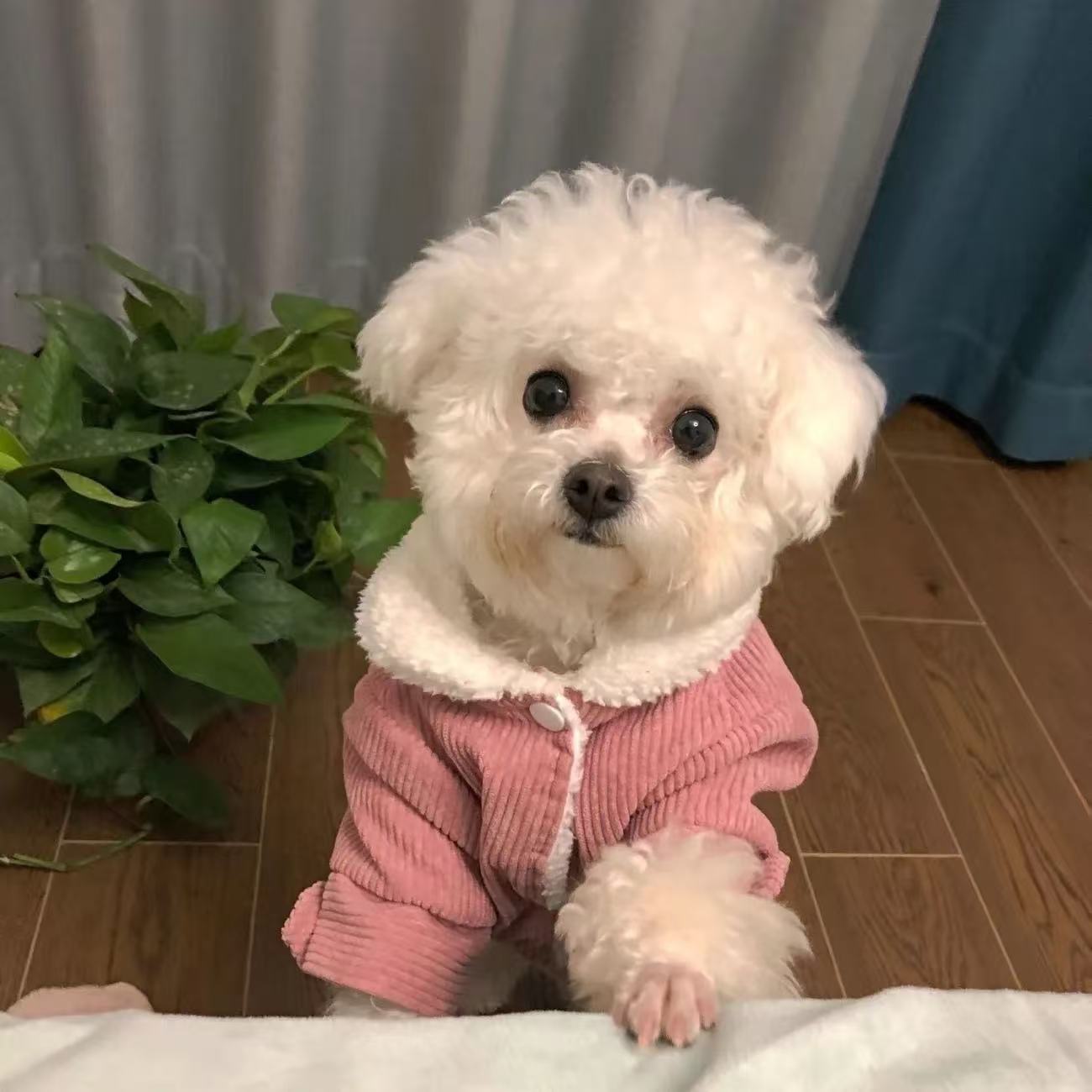 T1789 Dog Clothes Thick Warm Cute Lambswool Teddy Bichon Pomeranian Small and Medium Dog Pet Cat Autumn and Winter Style