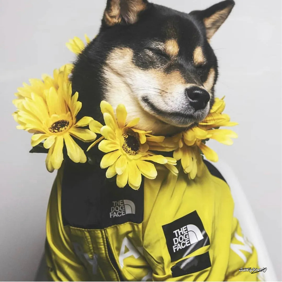 Waterproof Dog Raincoat With Adjustable Hood Tail Drawstring - Outdoor Rain Jacket For Small, Medium, And Large Dogs Ddmylovely