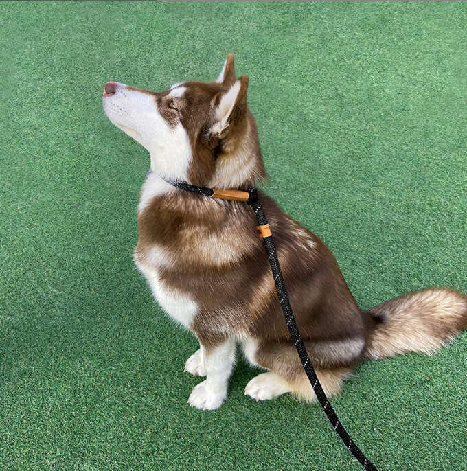 Reflective 8/12mmP Rope Dog Walking Leash Chain 80/150g No Bargaining