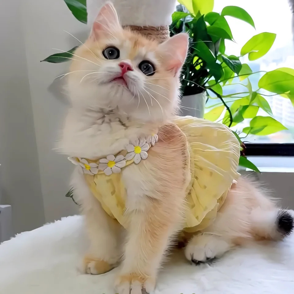 Pretty Small Cat Dress Summer Cute Small Dog Skirt Thin Yellow Floral Wreath Collar Mini Puppy Princess Dress Breathe Cat Skirt 251029