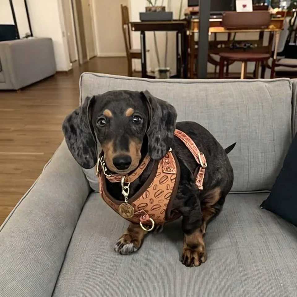 Valentines Day and New Years gift Cute Design Adjutable Luxury Designer Pet Harness 1 Pcs Color Matching Pet Dog Leashes J251129