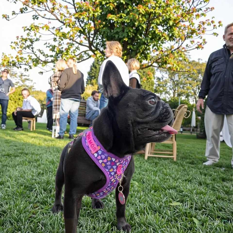 Valentines Day and New Years gift Cute Design Adjutable Luxury Designer Pet Harness 1 Pcs Color Matching Pet Dog Leashes J251129