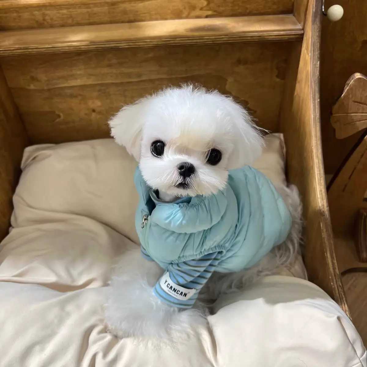 Pet Autumn and Winter Striped High Neck Base Shirt Cat with Plush Warm Tshirt Teddy Sweatshirt Dog Clothes for Small Dogs C251030