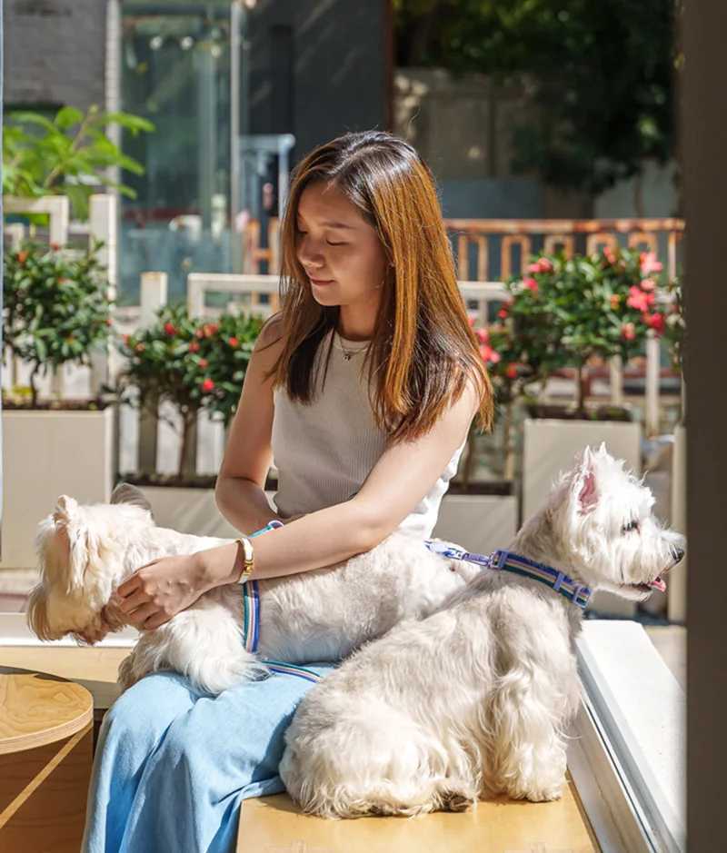 Dog harness and leash setchihuahua pomerian dog accessories Fashionable dog walking collarsoft pet leash for small dogs J251129