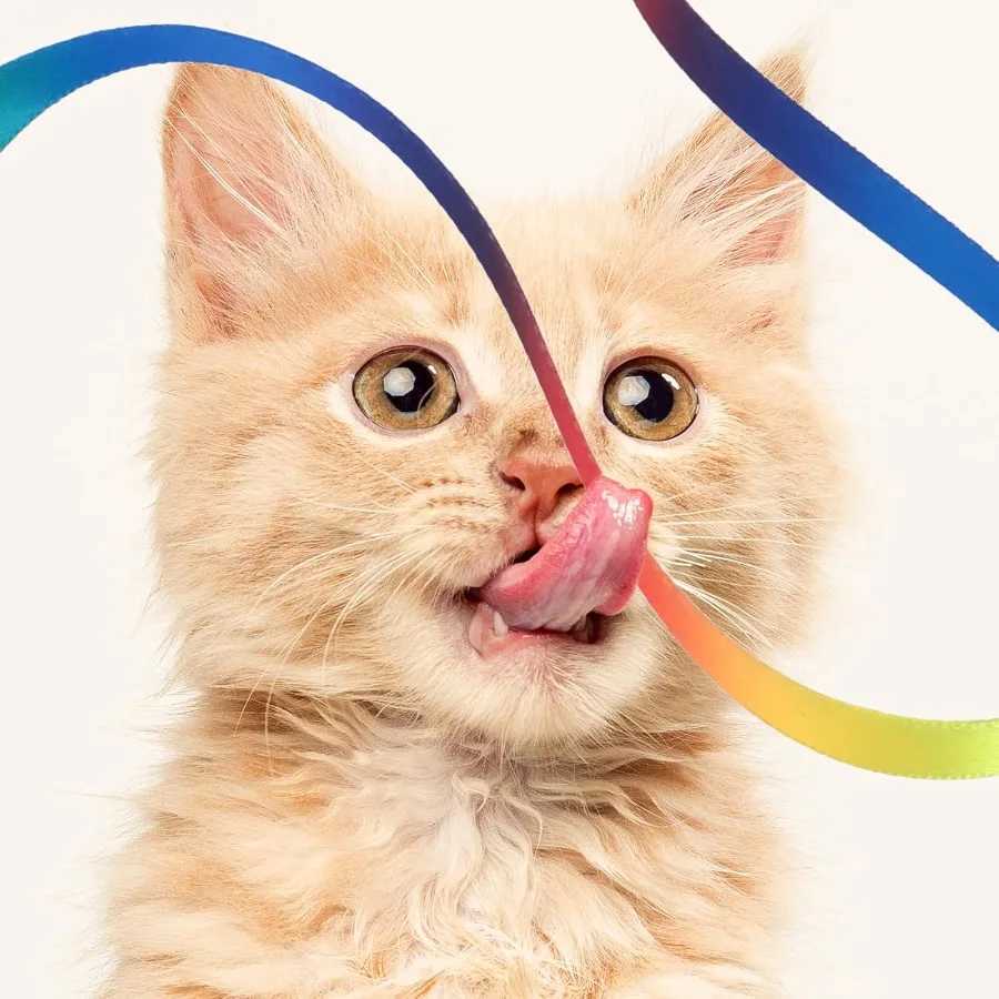 Cat Wand Toy Set Interactive Cat Wand Toy with Rainbow Ribbon String Rainbow Cloth String Leopard Print Cloth String for Small S251029{category}