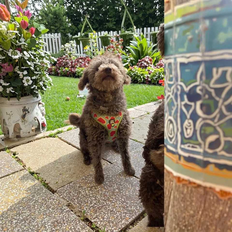 High Quality Dog Harnes Leash With Poop Bag Holder Suitable For Walking Dogs Factory Direct Sales J251129