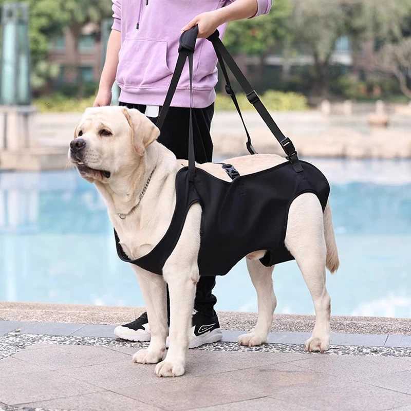 DogAssisted Rehabilitation Exercises for Elderly Disabled Dogs Take You Upstairs and Help with Carrying Pet Backpacks C251031