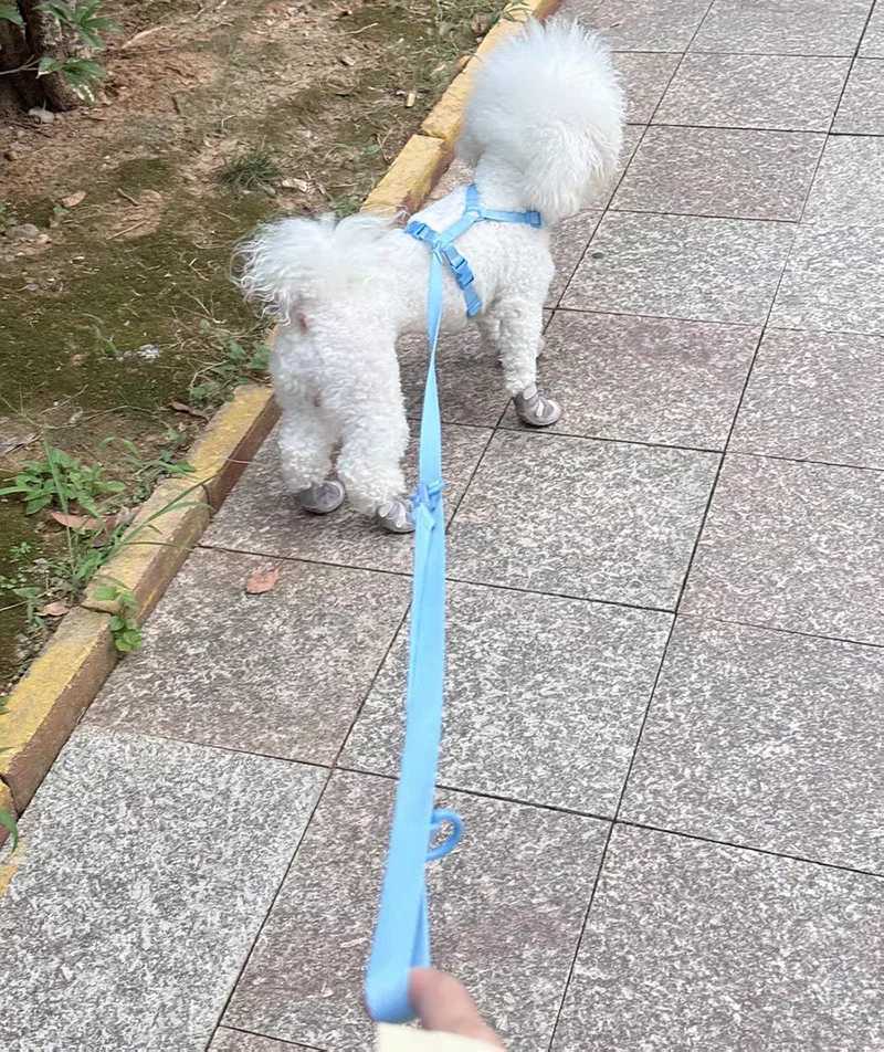 Macaron Series Pet Harness and Leash Set Adjustable Dog Harness Vest For Small Medium Dogs Leash Durable Fashionable Pet Supplie C251031