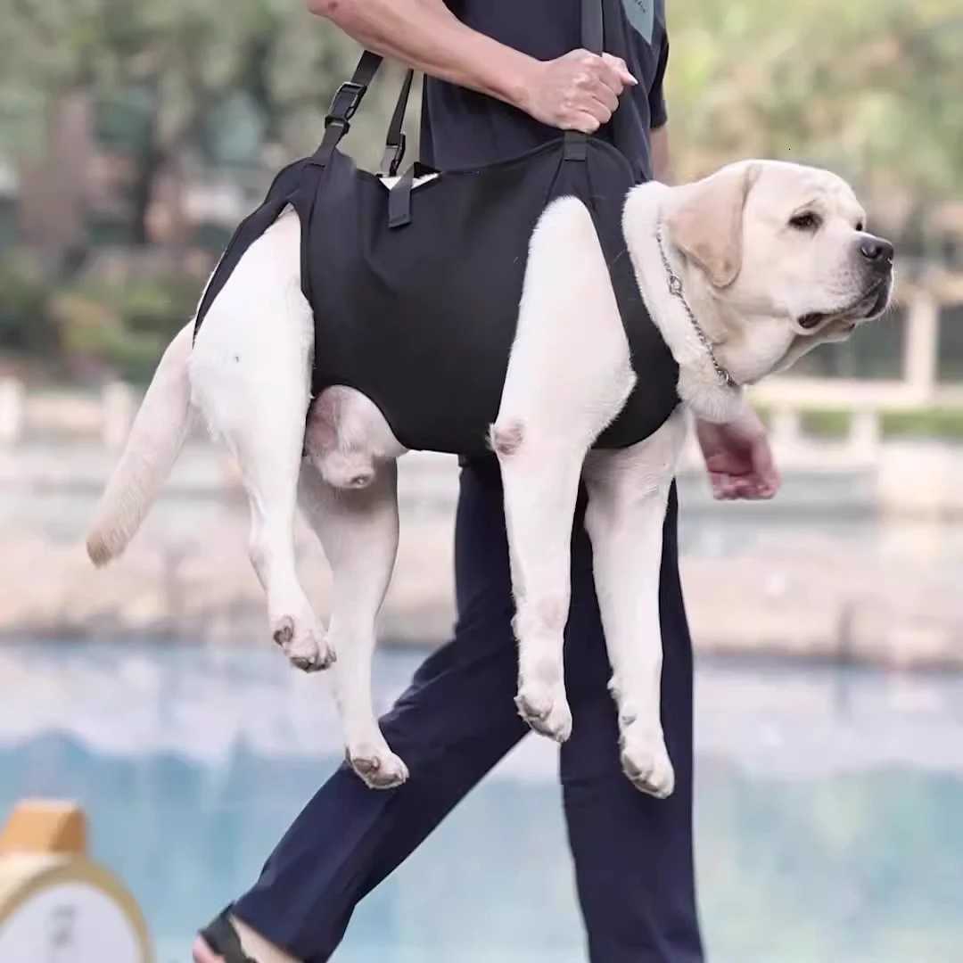 DogAssisted Rehabilitation Exercises for Elderly Disabled Dogs Take You Upstairs and Help with Carrying Pet Backpacks C251031