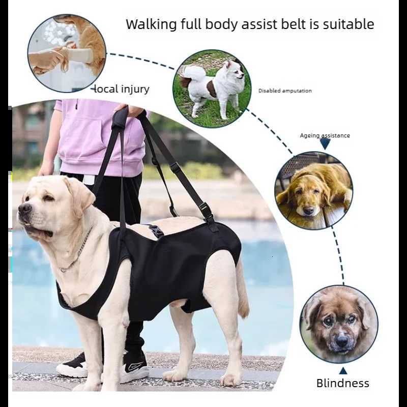 DogAssisted Rehabilitation Exercises for Elderly Disabled Dogs Take You Upstairs and Help with Carrying Pet Backpacks C251031