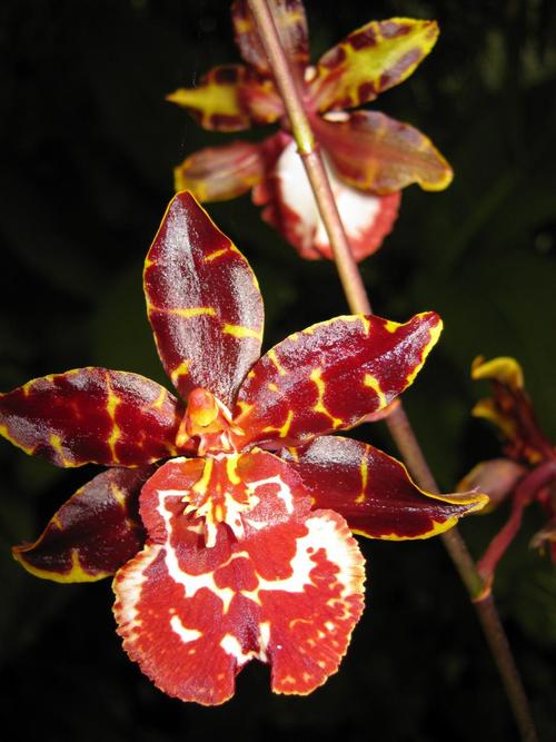 Where to Find the Best Orchids Sale Online?