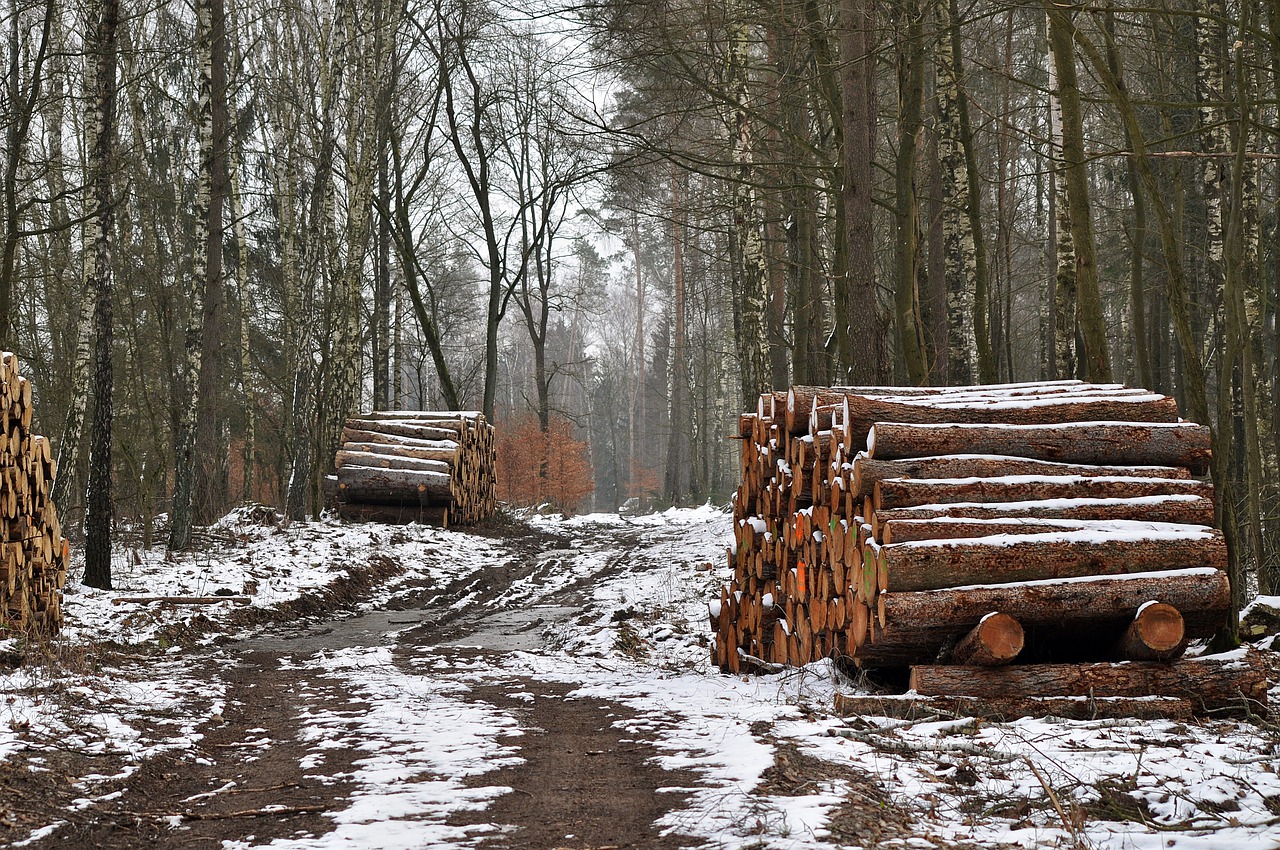 Why Larch Wood Is the Best Choice for Durable and EcoFriendly Furniture?