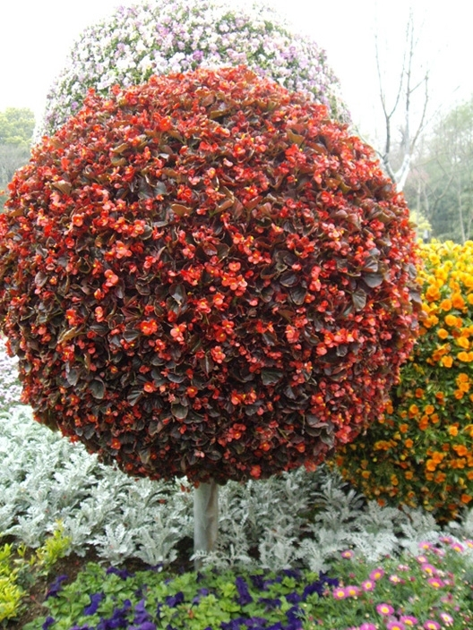 How to Plant Flower Bulbs A StepbyStep Guide