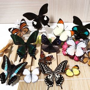 Hooks Rails Butterfly Spécimens réparties leurs ailes d'insectes de papillon naturel naturel.