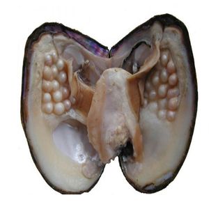 Cadeaux de bijoux Shell Wish Pearl Oyster Emballé sous vide 3-9mm Couleur aléatoire en forme de perles 100% naturelles en Oyster Monster BP002187M