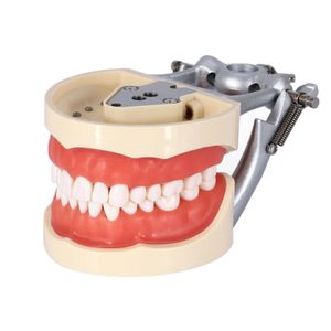 Kilgore Nissin 200 Type Modèle Fit dentaire Vis-in 32pcs Modèle de dents Remplissage Typodont Standard Practice Study Teach Demo M8012