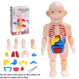 Montessori 3D Puzzle Human Body Anatomy Toy Educational Learning DIY Assembled Toys Kits Body Organ Teaching Tools For Children