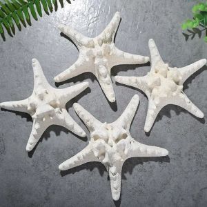 Artisanat naturel Pain blanc Sequille étoile de mer à la maison Décorative de coquillages décor