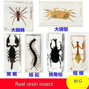 Nouveauté Articles Résine Insecte Spécimen Artisanat Centipede Araignée Scarabée Scorpion Échantillon Biologique Garçon Cadeau G230520