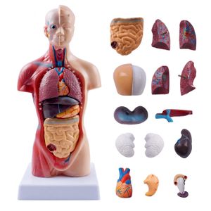 Other Office School Supplies 105inch Torso Human Body Model Anatomy Doll 15 Removable Parts Education Organs for Teaching Study Class Students 230130