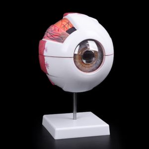 Other Office School Supplies Eyeball Model Anatomical Learning Aid Teaching Instrument Science Resources 230627
