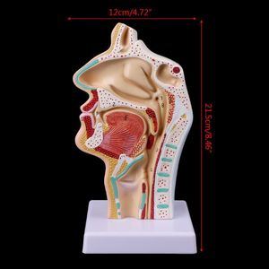 Autre modèle d'accessoires de fournitures scolaires de bureau Frais de port gratuits Modèle d'anatomie de la gorge de la cavité nasale anatomique humaine Outil d'enseignement 230627