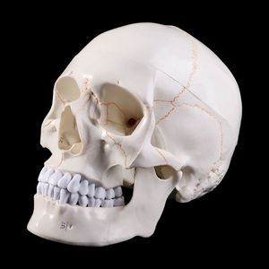 Other Office School Supplies props model Life Size Human Skull Model Anatomical Anatomy Teaching Skeleton Head Studying 230627
